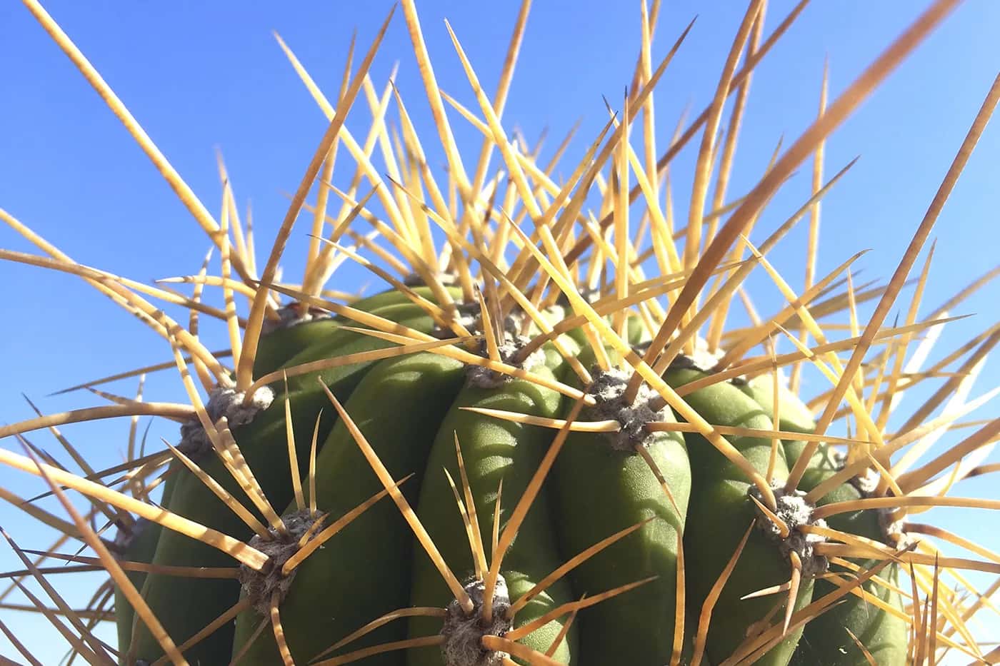 Trichocereus en woestijnklimaten: ancestrale teelttechnieken