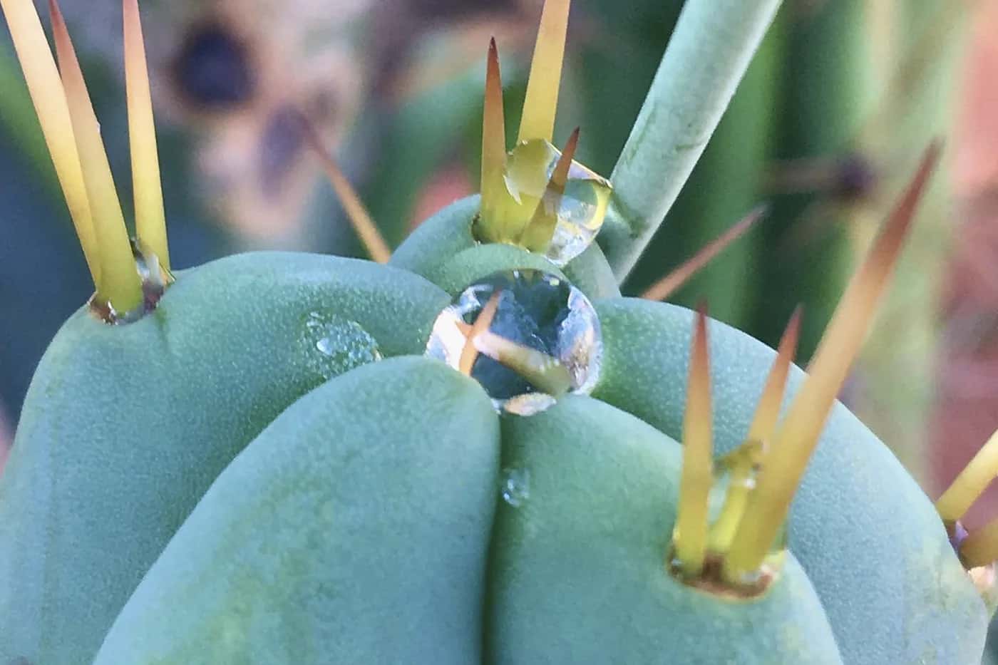 Die 10 häufigsten Mythen über den Anbau von Trichocereus