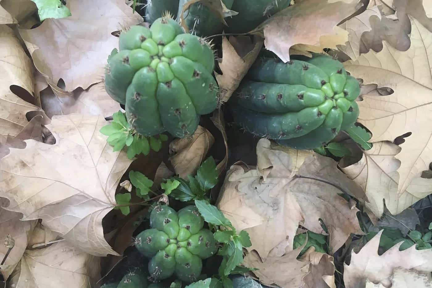 Trichocereus em climas desérticos: técnicas ancestrais de cultivo