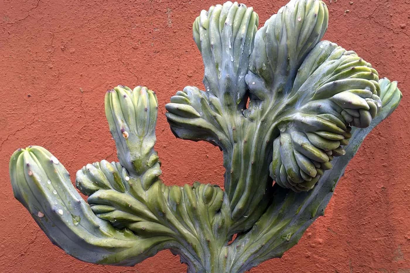 Het gebruik van Trichocereus in bio-architectuur en modern landschapontwerp