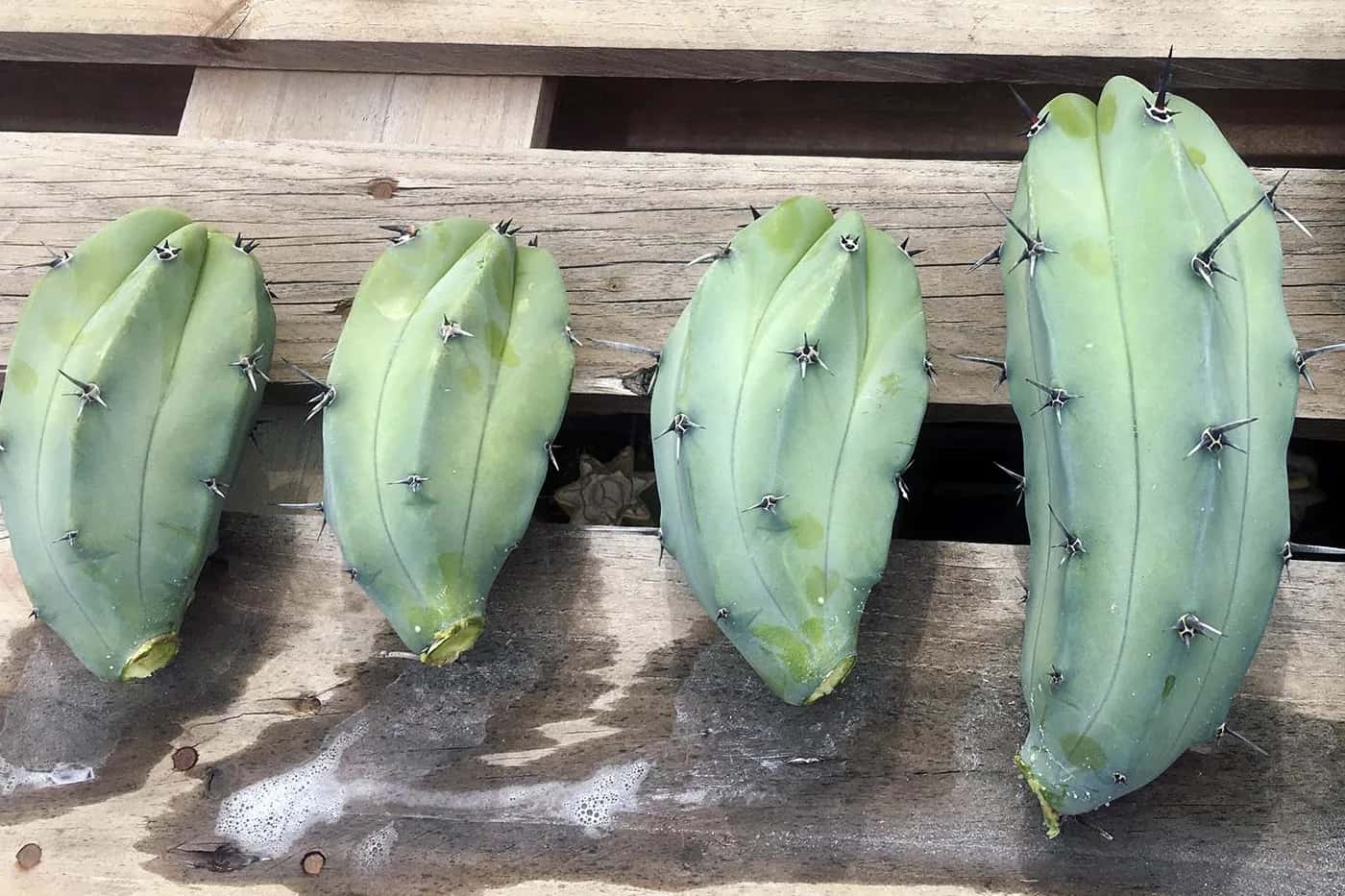 The 10 Most Common Myths About Trichocereus Cultivation