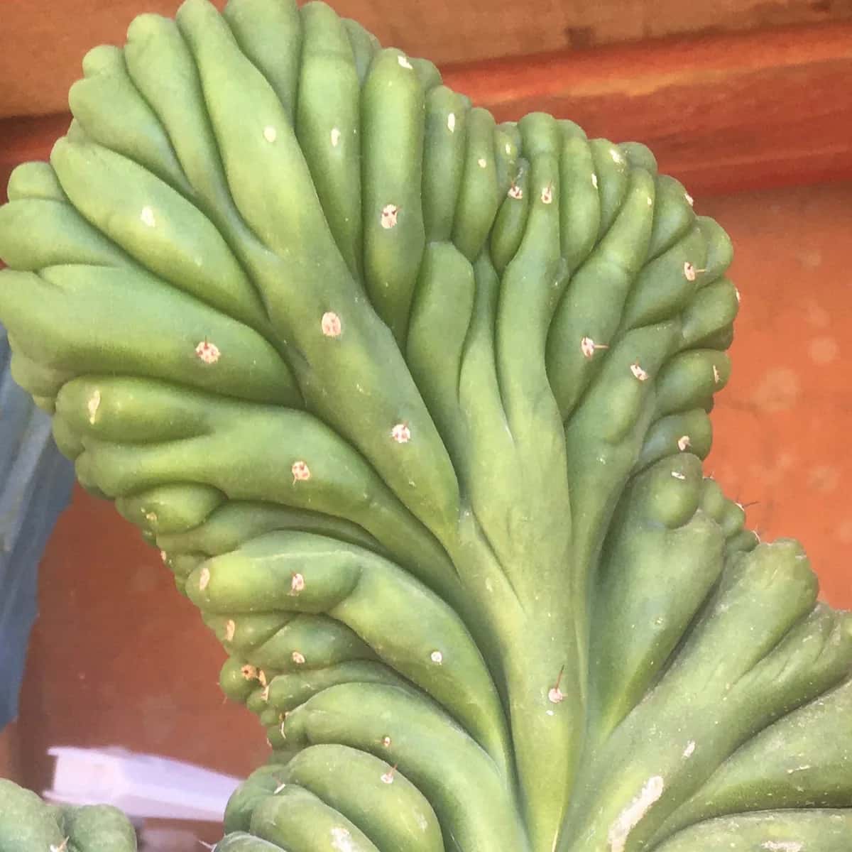 Trichocereus in Cold Climates: Strategies for Surviving Frosts