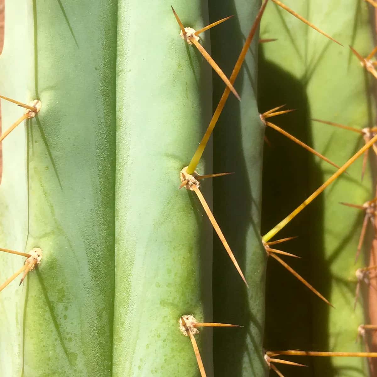 Comment détecter les maladies précoces chez Trichocereus