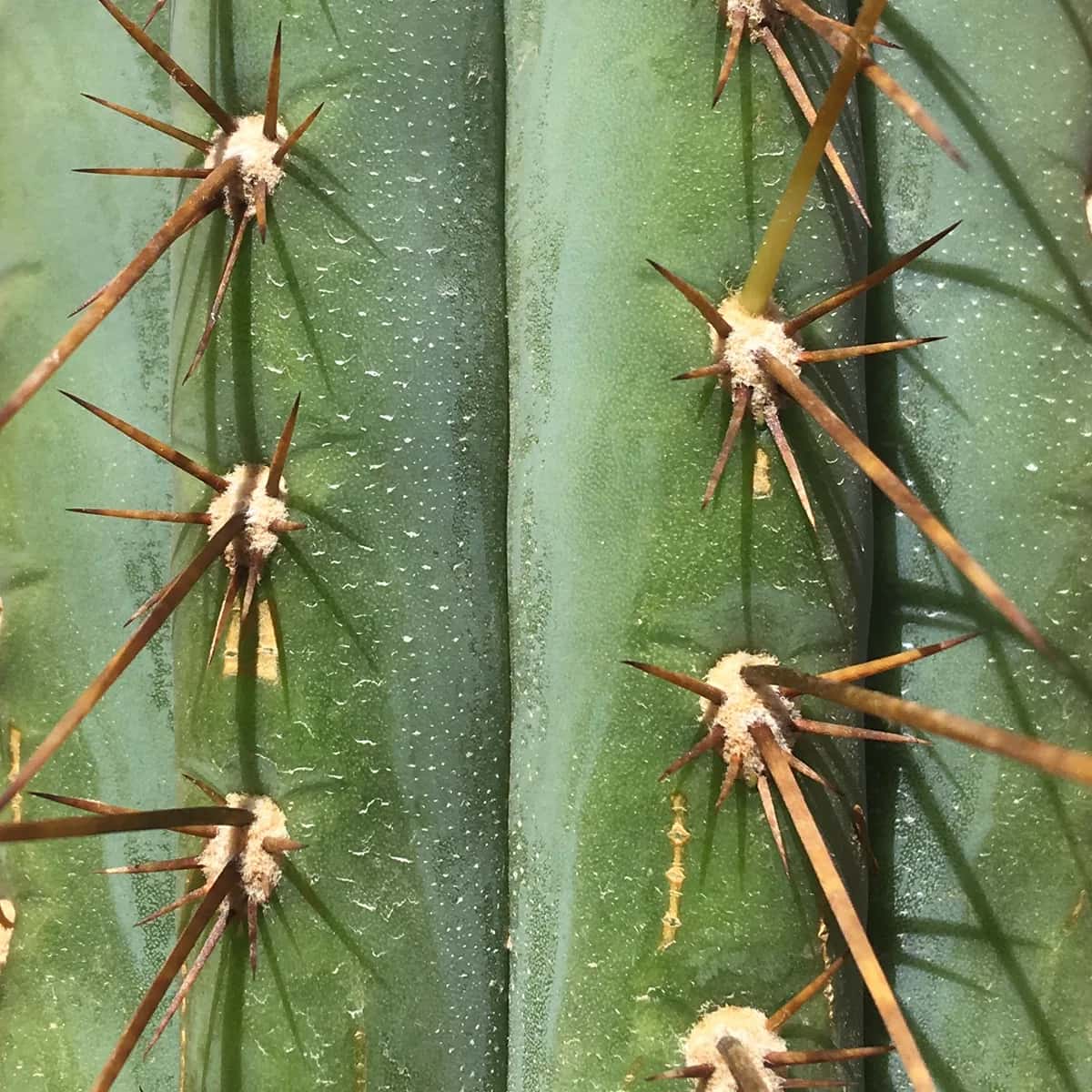 Lote T. Peruvianus 10-15cm