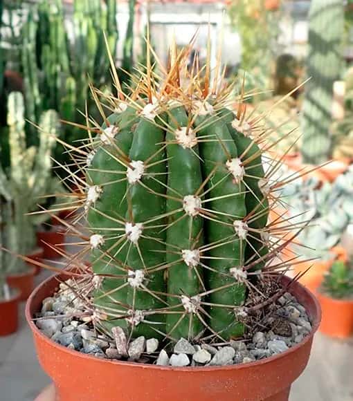 Trichocereus in koude klimaten: strategieën om vorst te overleven