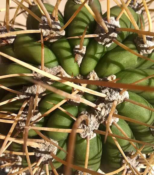 Hoe een thuis kwekerij van Trichocereus op te zetten: Praktische stappen