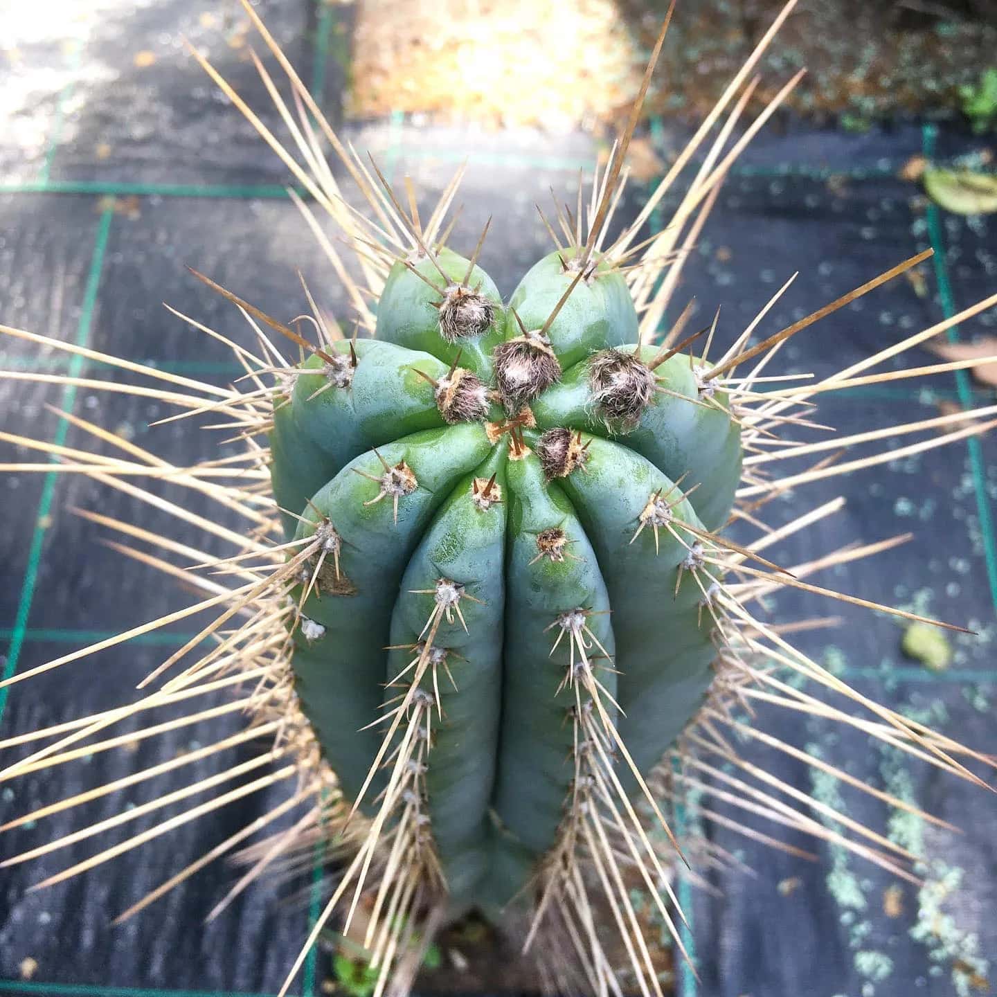 The use of Trichocereus in bioarchitecture and modern landscaping