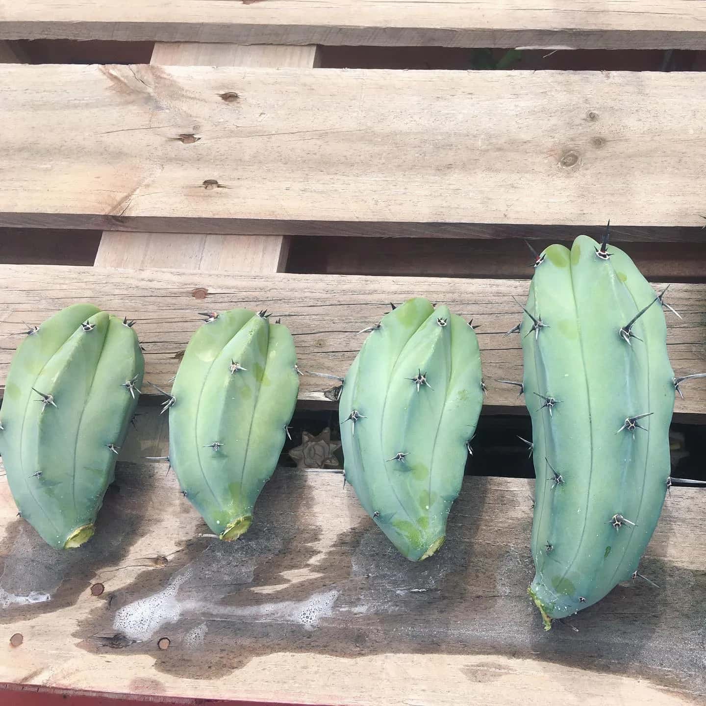 Trichocereus in Desert Climates: Ancestral Cultivation Techniques