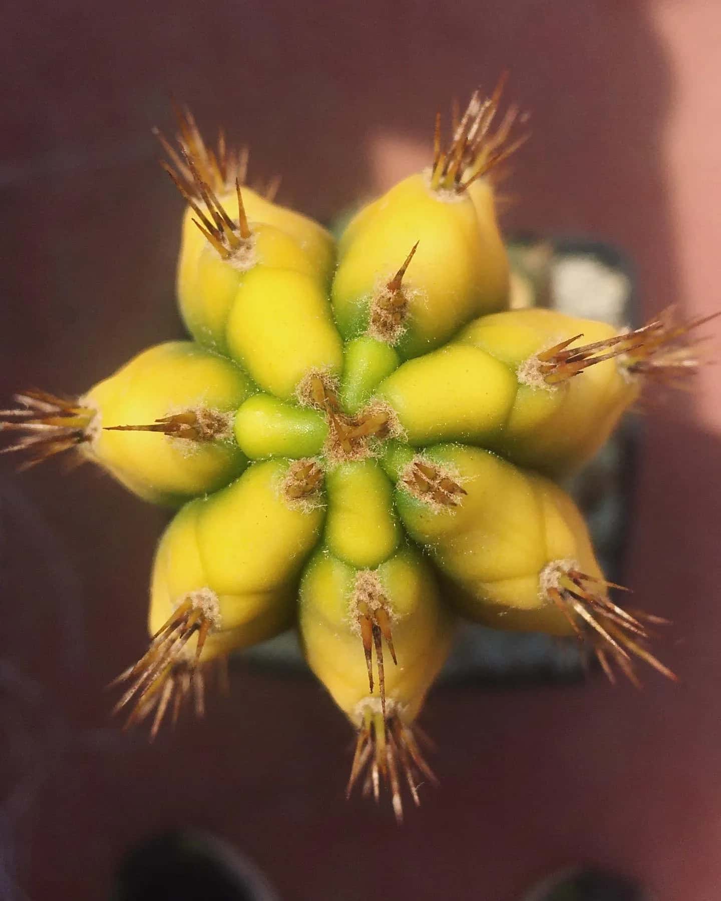 Comment créer une pépinière maison de Trichocereus : Étapes pratiques