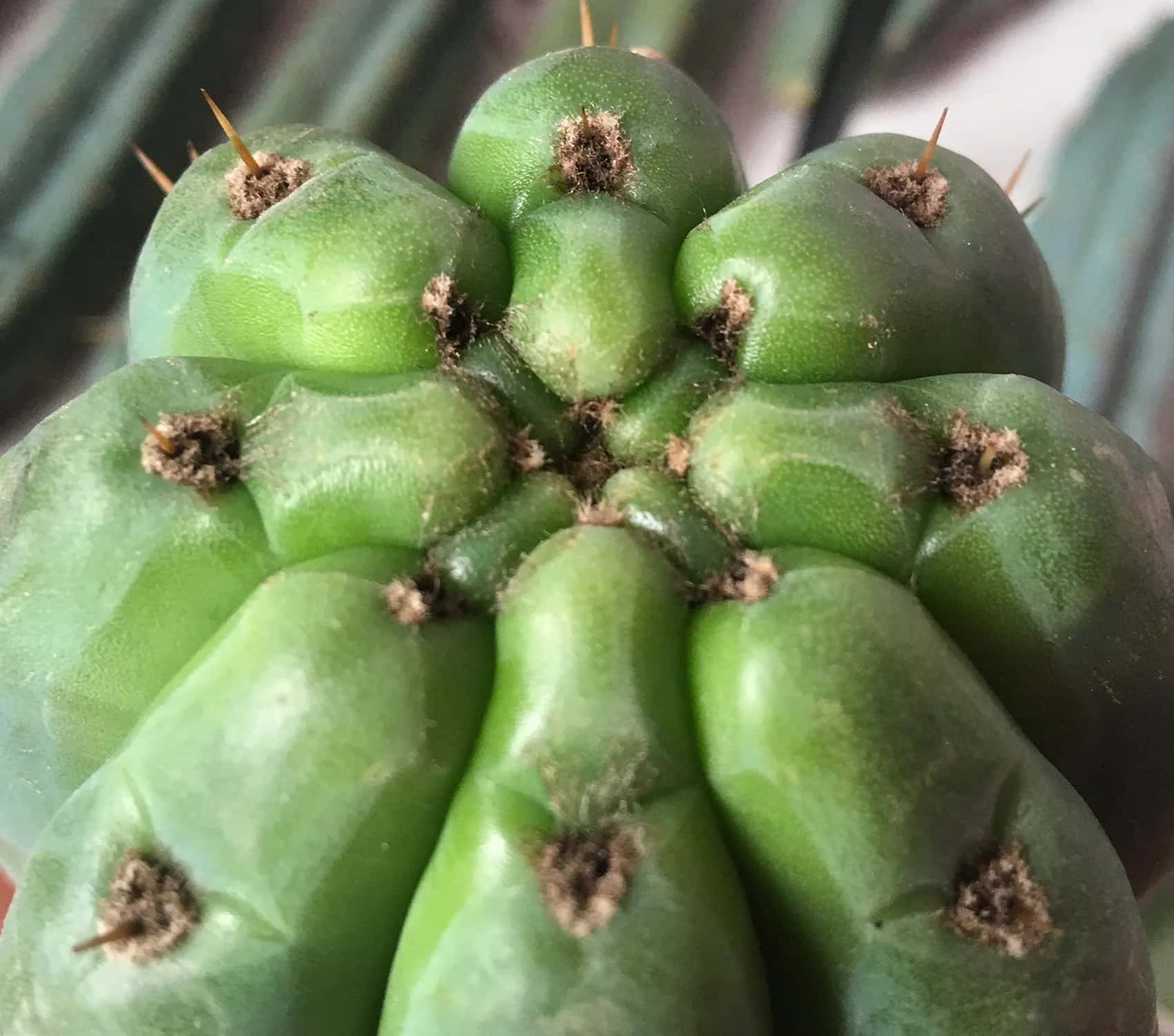 Pack mixto 5 variedades