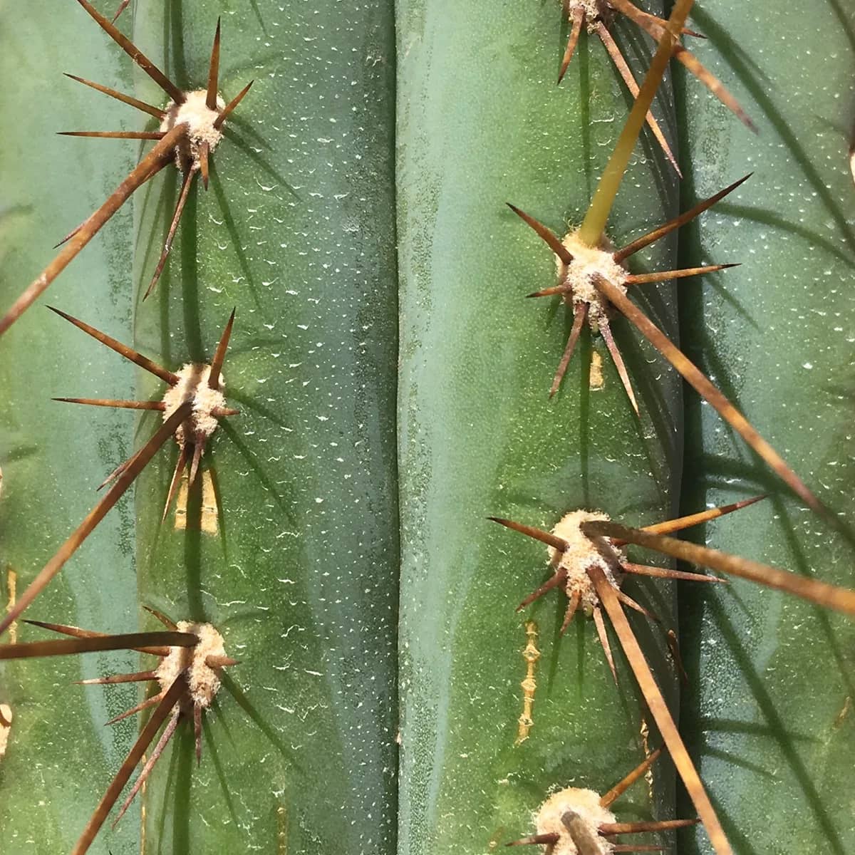 Trichocereus : guide pour identifier les ravageurs invisibles