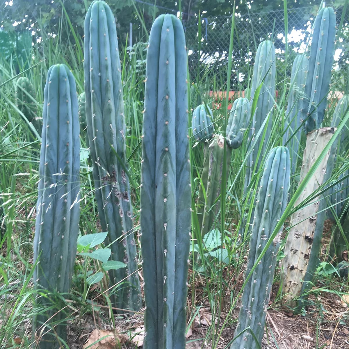 Lote T. Bridgesii 10-15cm