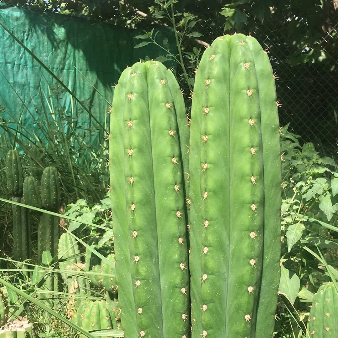 Trichocereus Pachanoi - San Pedro cactus