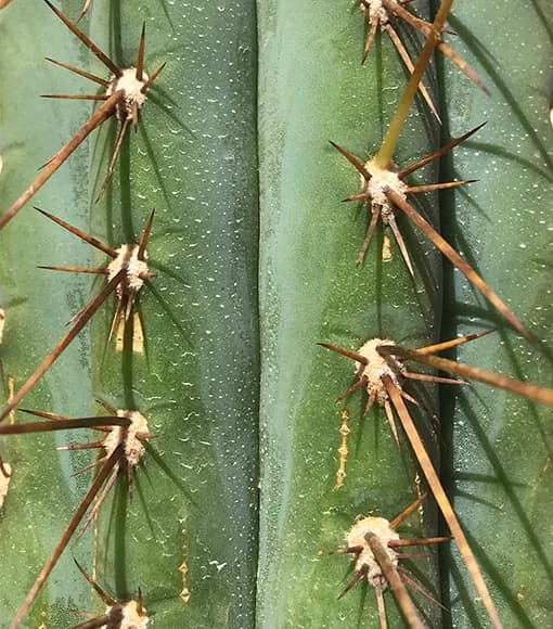 Trichocereus Peruvianus - Antorcha Peruana