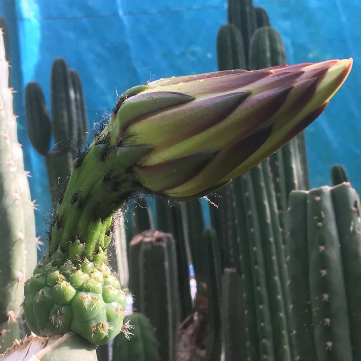 Trichocereus Spachianus - Antorcha Dorada