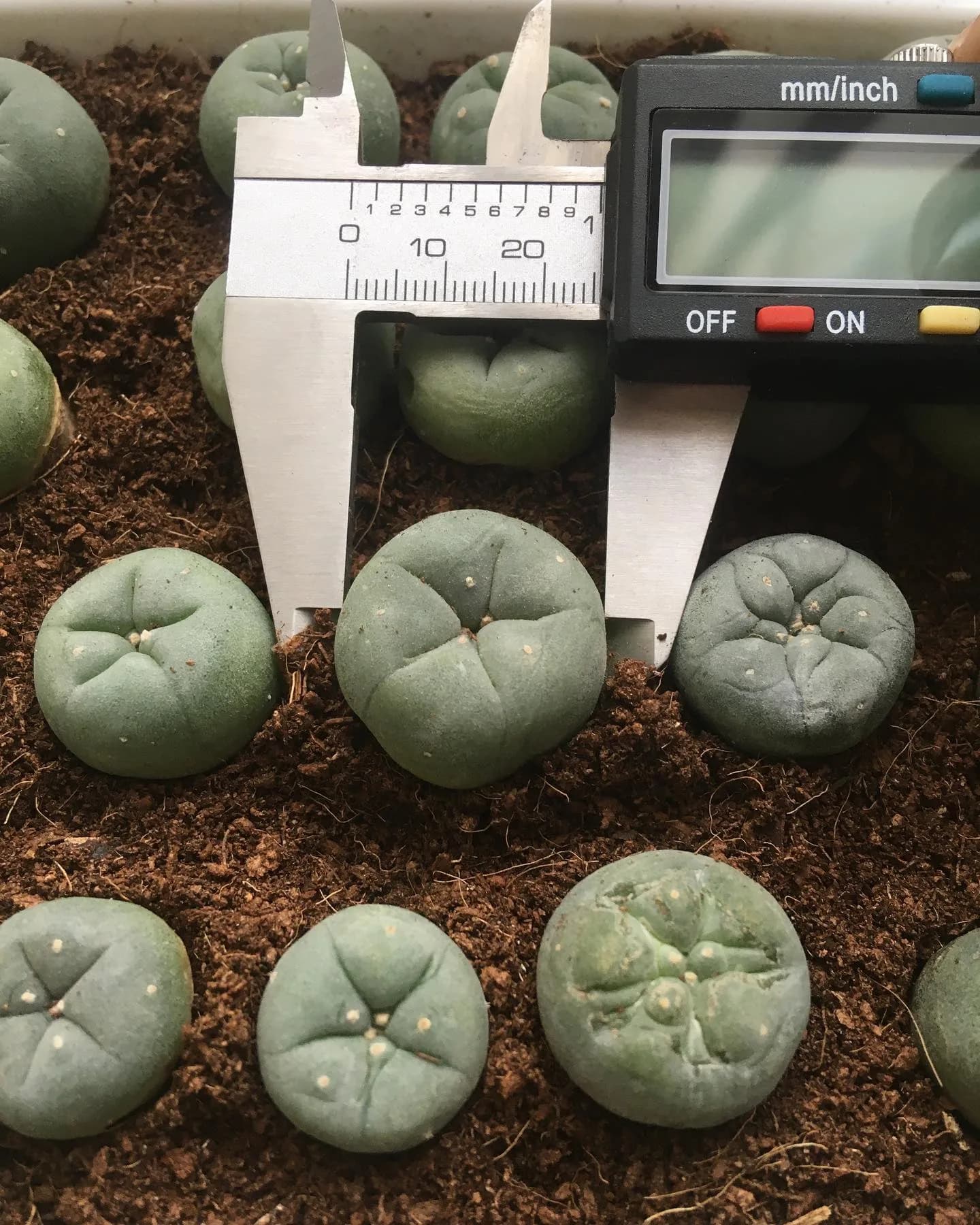 Trichocereus Macrogonus - San Pedro Azul