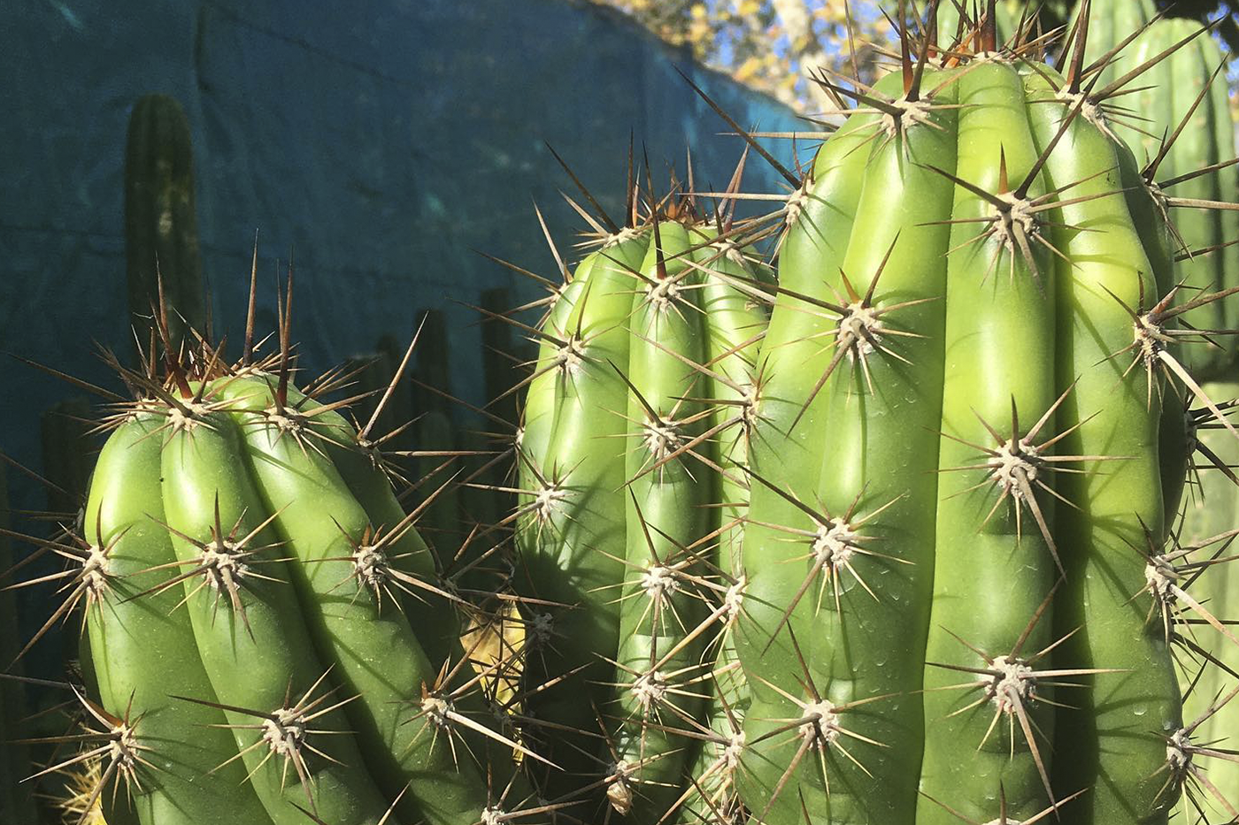 Trichocereus Pachanoi: el Rey de los injertos