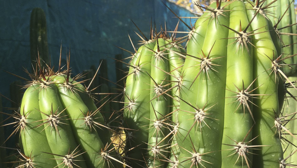 Trichocereus Pachanoi: The King of Grafting