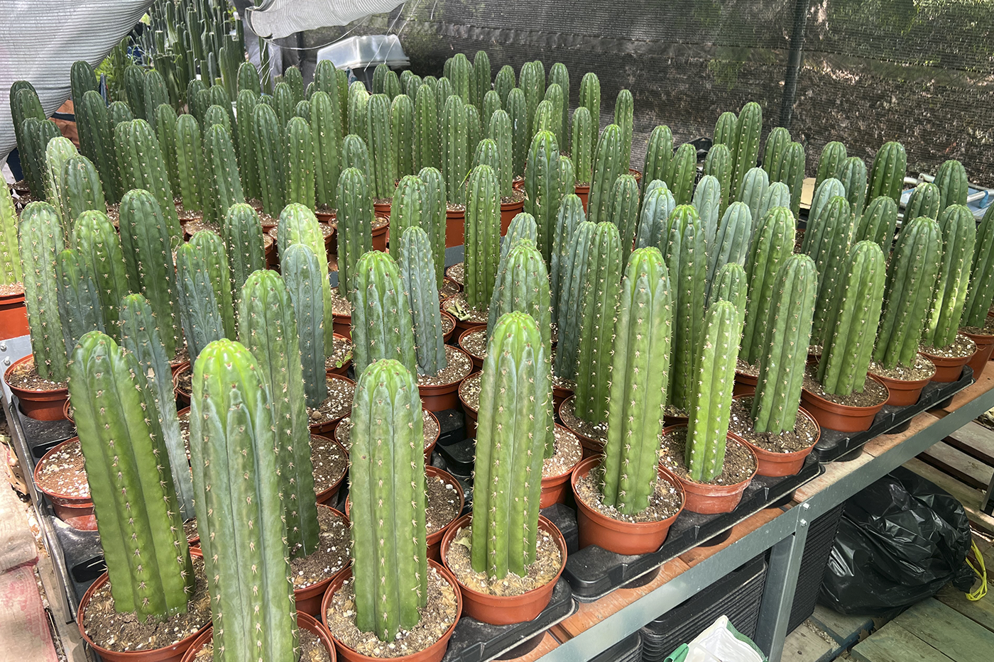 transportar Trichocereus 