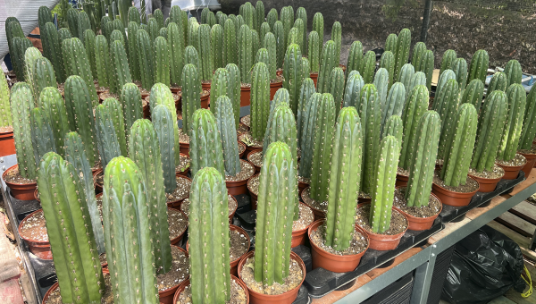 How to Transport Trichocereus Without Stressing the Plant