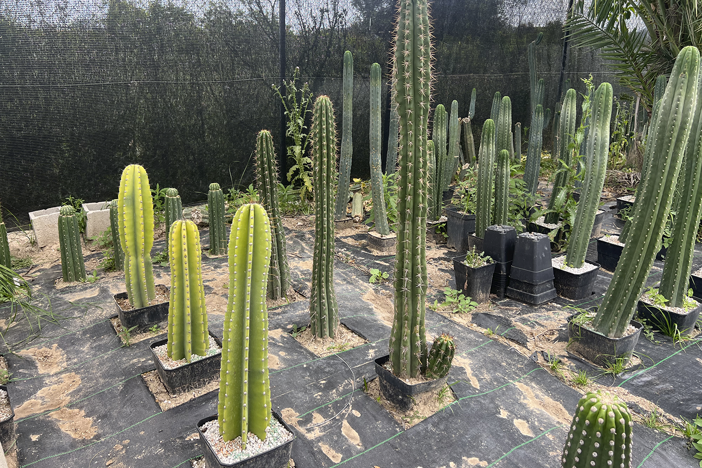 fertilización Trichocereus