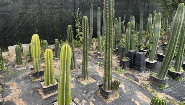 Consejos para la correcta fertilización de Trichocereus: Guía completa