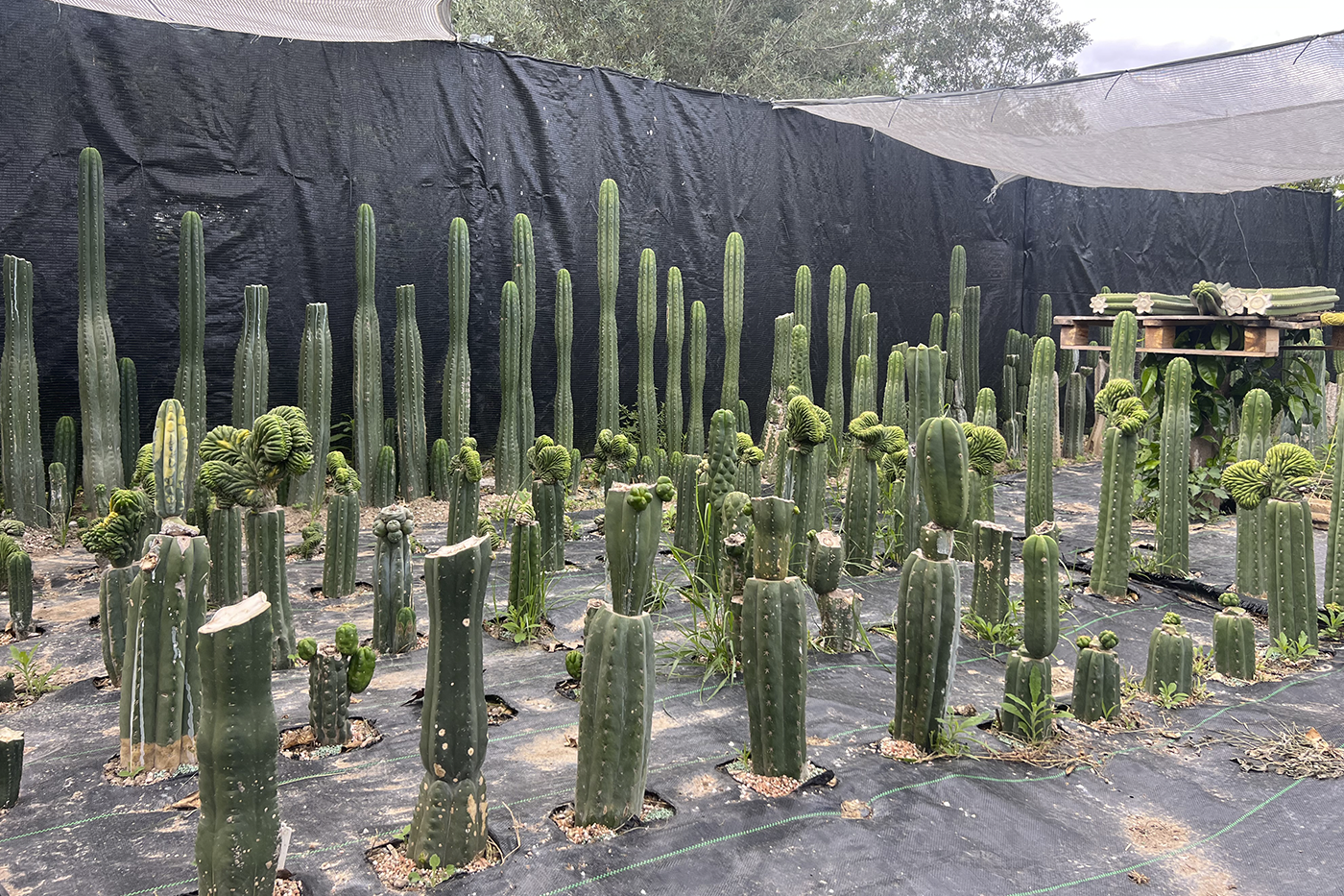 Injertos Trichocereus