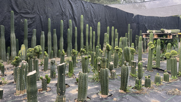 Injertos en Trichocereus: Técnicas avanzadas para cultivadores expertos