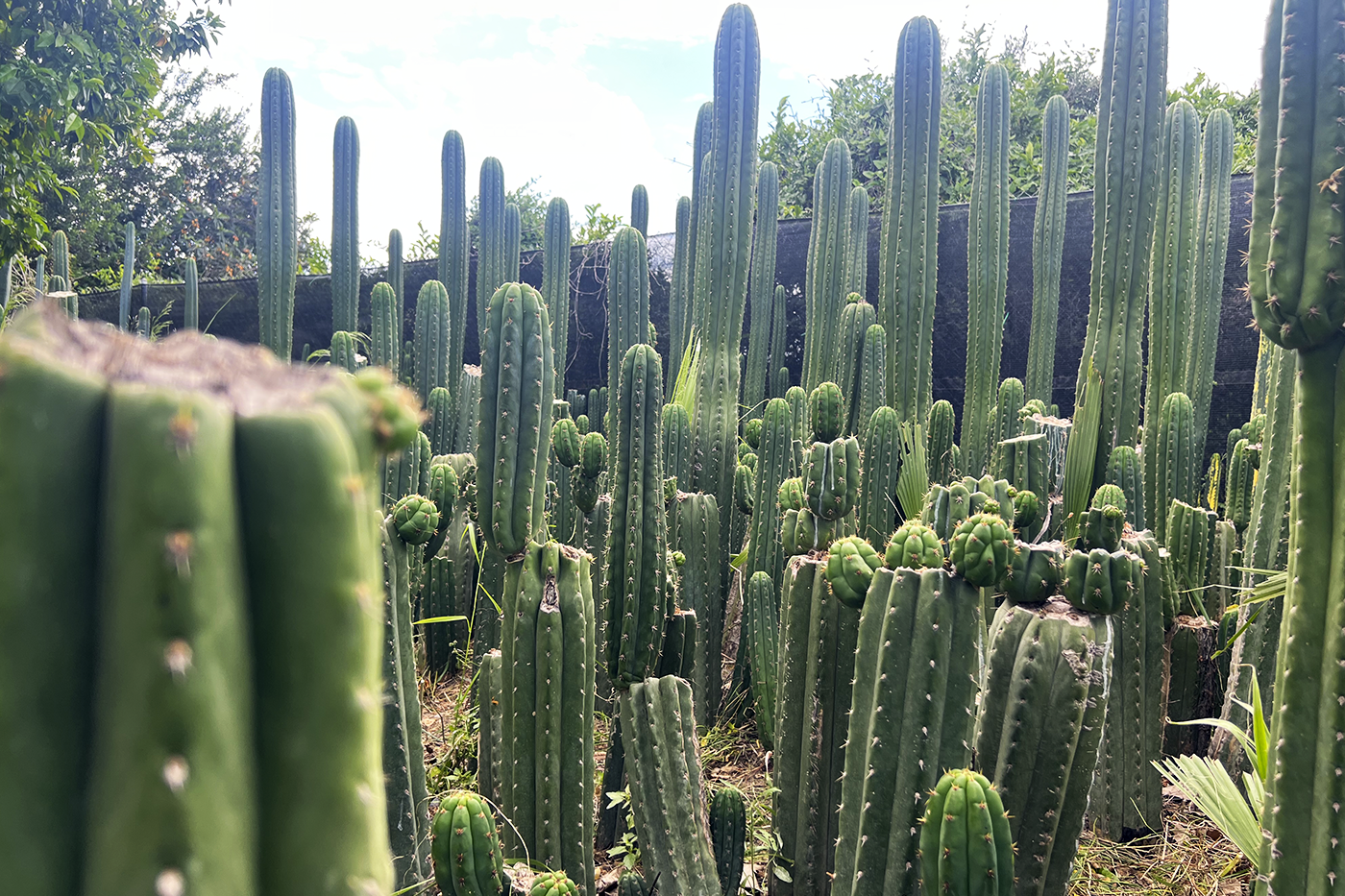Trichocereus Cultura Andina