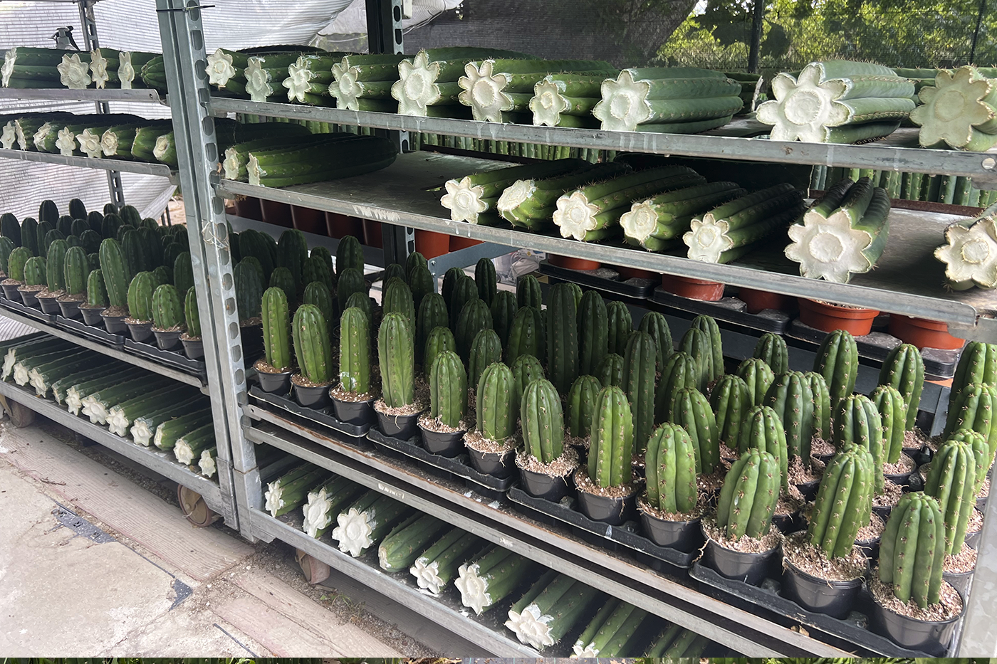 trasplantar Trichocereus 