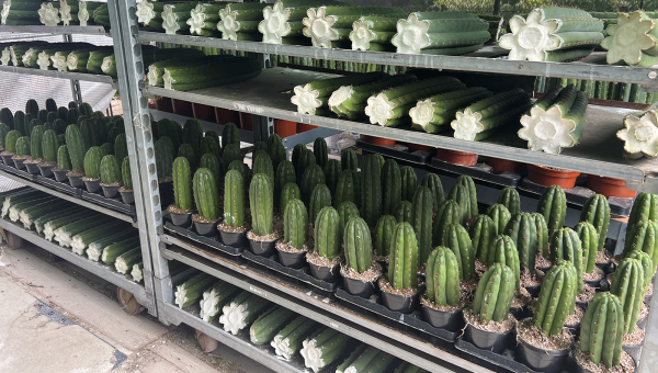 Guía paso a paso para trasplantar un Trichocereus sin dañarlo