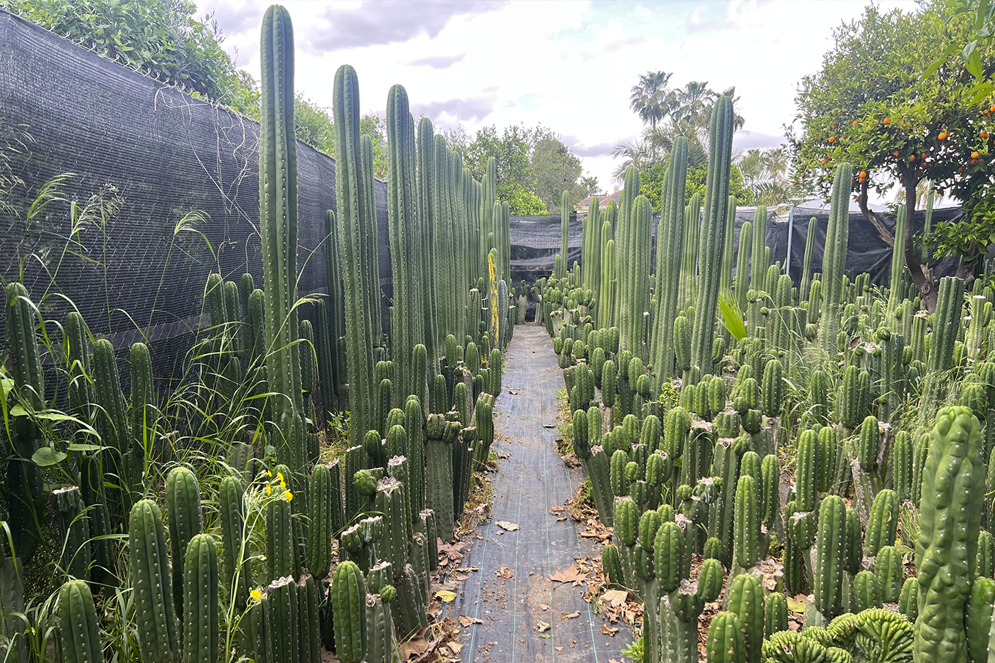 Cómo preparar el suelo perfecto para cultivar Trichocereus con éxito