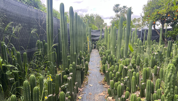 Cómo preparar el suelo perfecto para cultivar Trichocereus con éxito