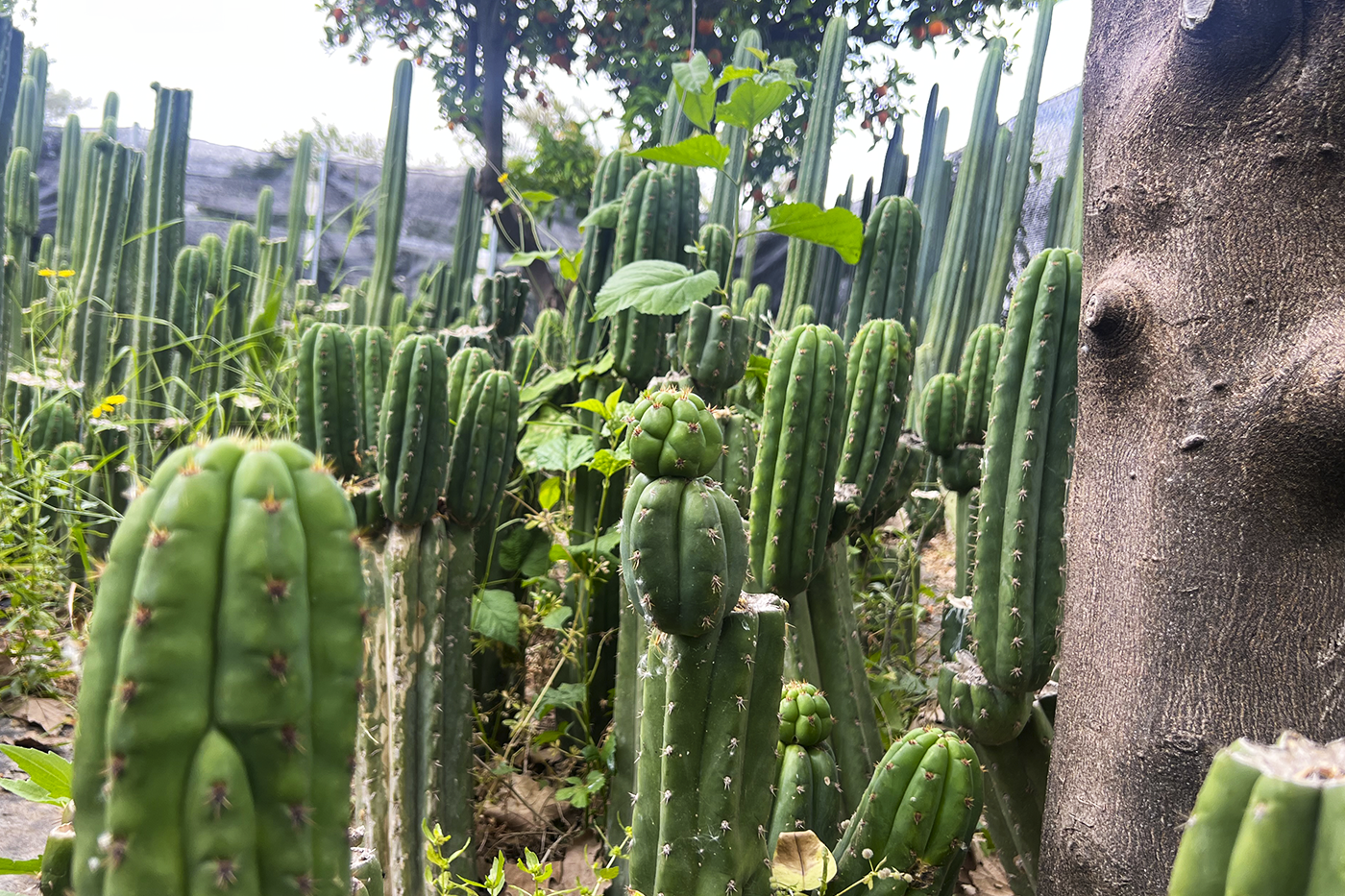 Trichocereus jardinería sostenible 