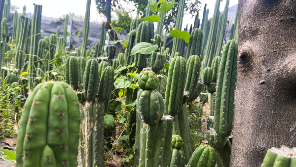 El papel del Trichocereus en la jardinería sostenible y ecológica