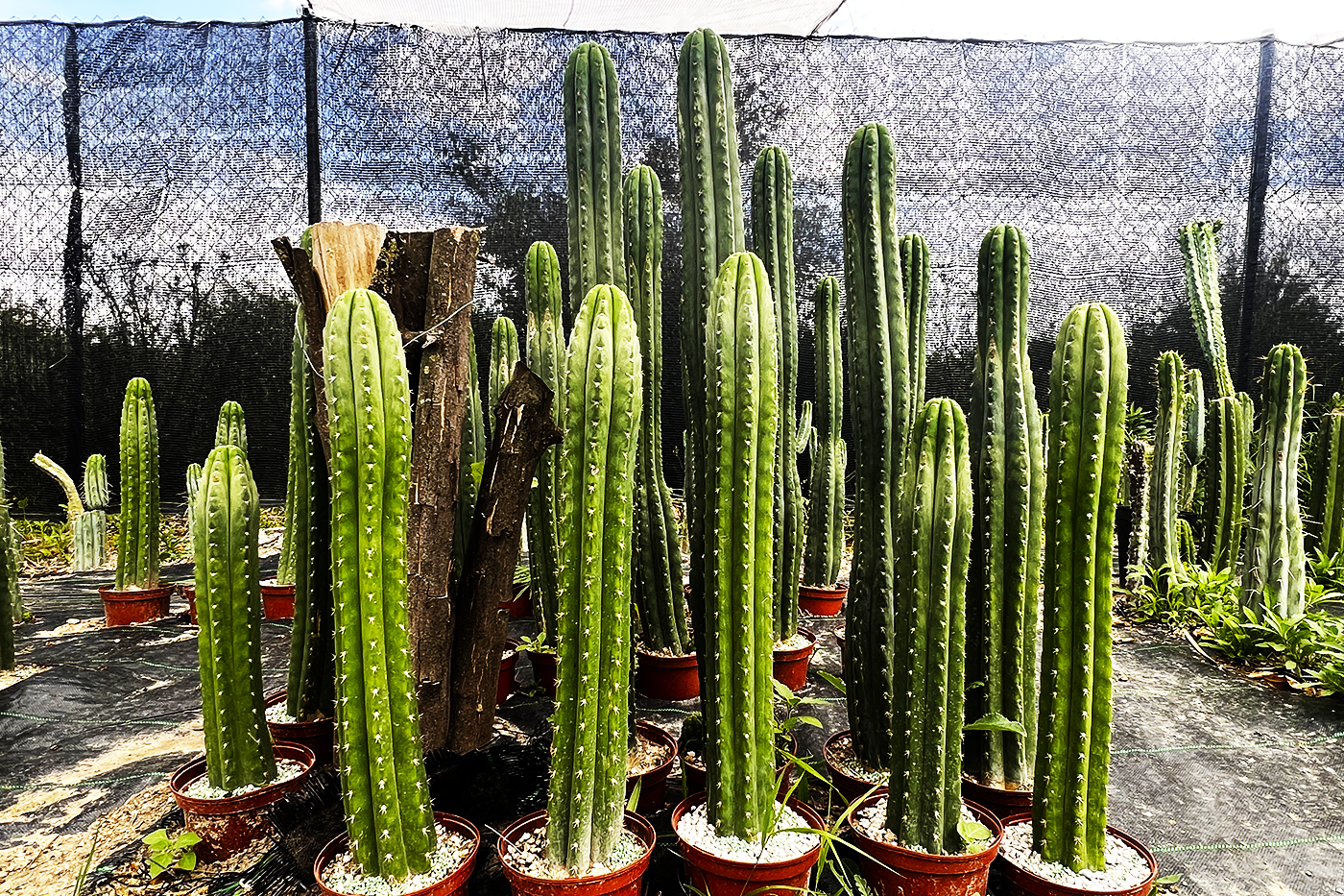 Trichocereus terraza