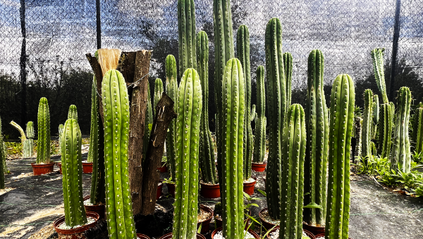 Beneficios de tener un Trichocereus en tu jardín o terraza