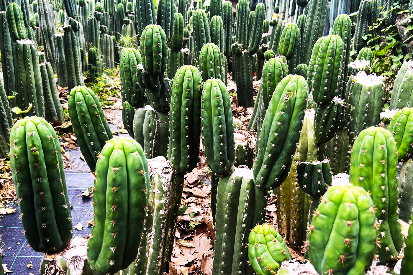 esquejes Trichocereus