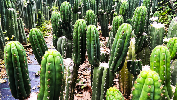 esquejes Trichocereus