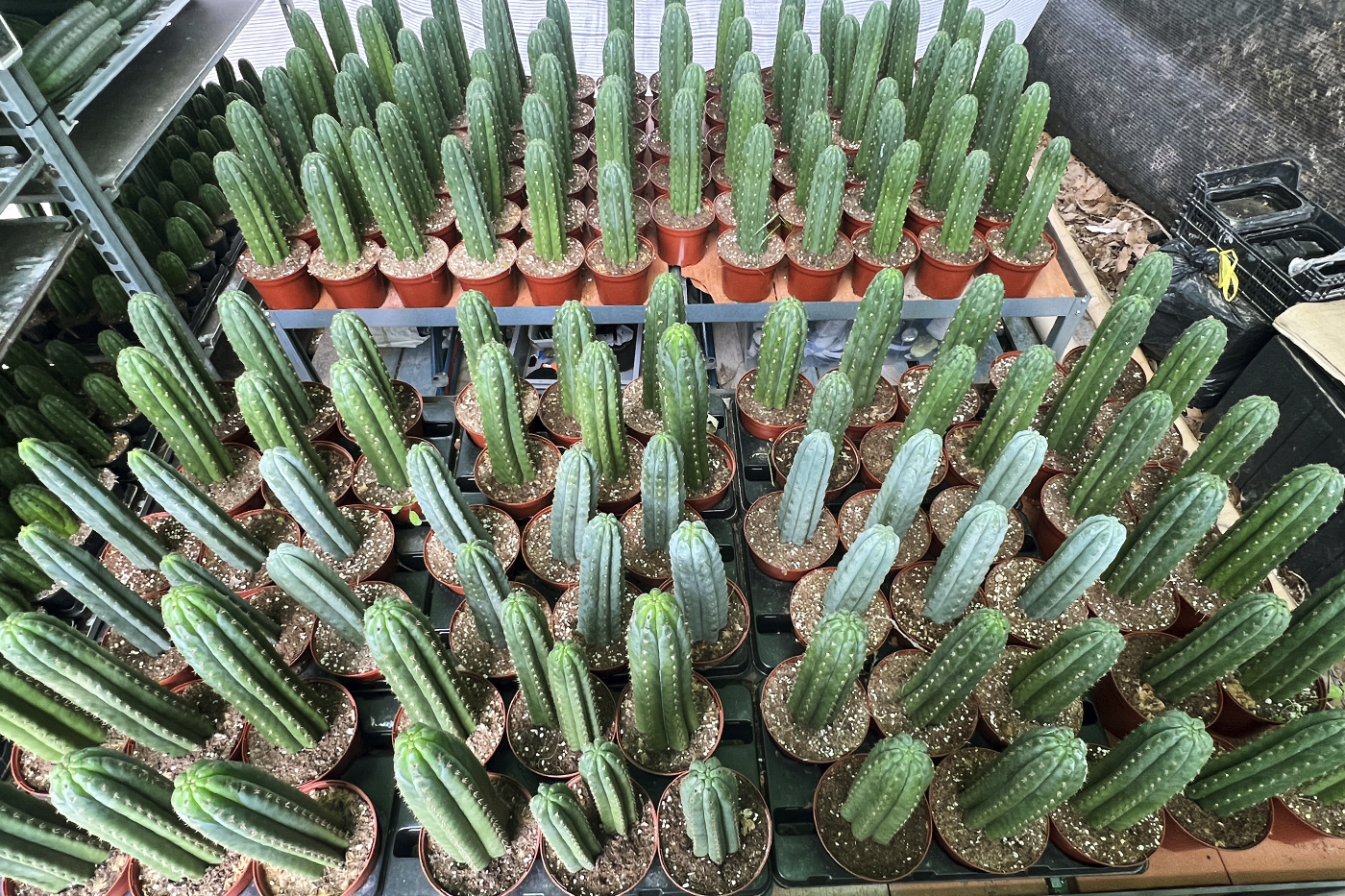 Trichocereus semillas esquejes propagación 