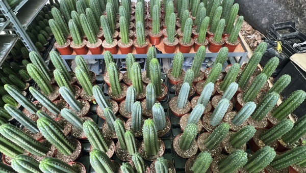 Guía definitiva sobre la propagación de Trichocereus por semillas y esquejes