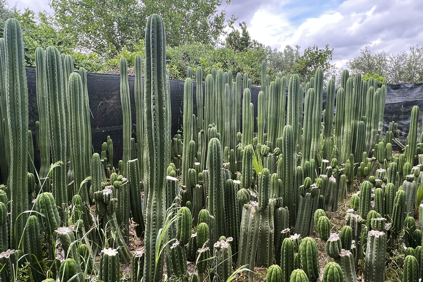 Trichocereus Cambio Climático