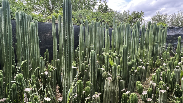 Trichocereus Cambio Climático