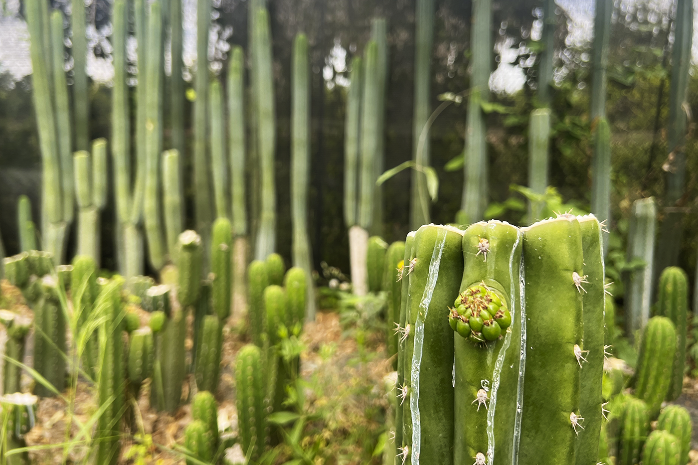 plagas Trichocereus