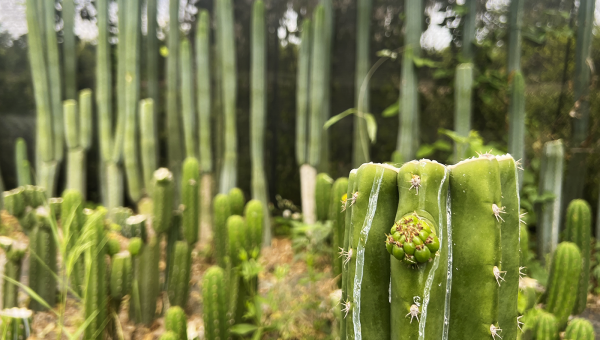 Cómo identificar y tratar las plagas más comunes en Trichocereus