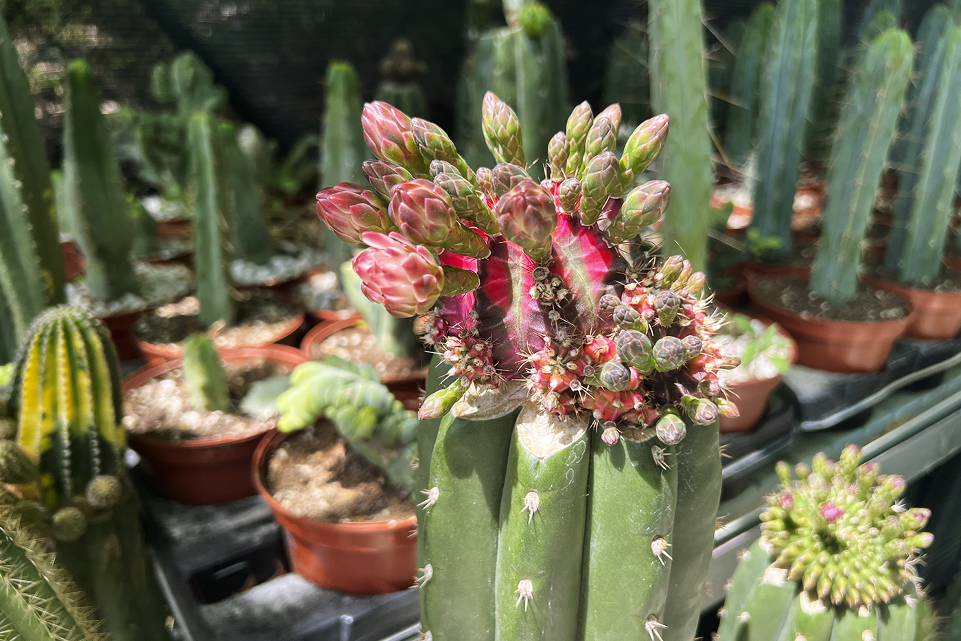 floración Trichocereus