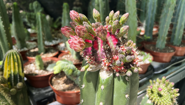 La floración del Trichocereus: Cómo estimularla y disfrutarla al máximo