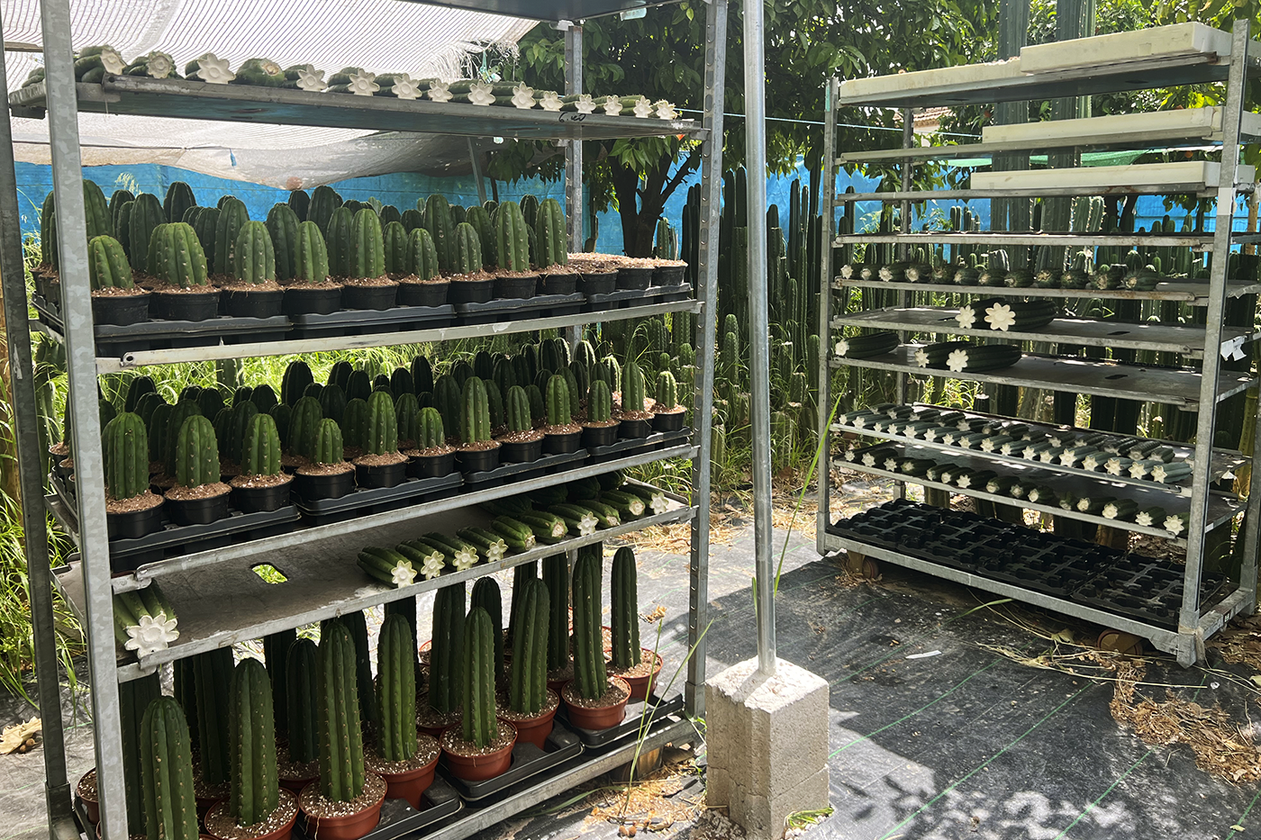 producción Trichocereus