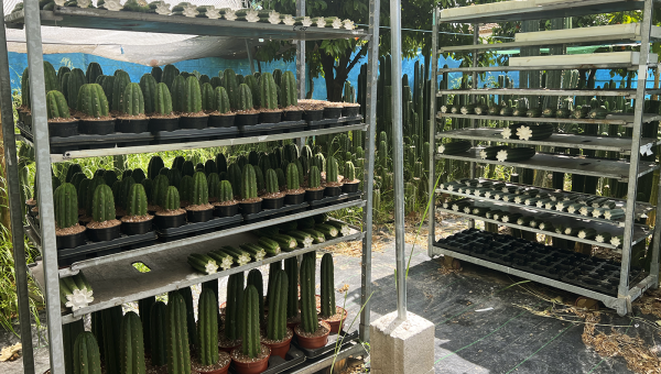 How to Maximize Flower Production in Trichocereus: Expert Secrets