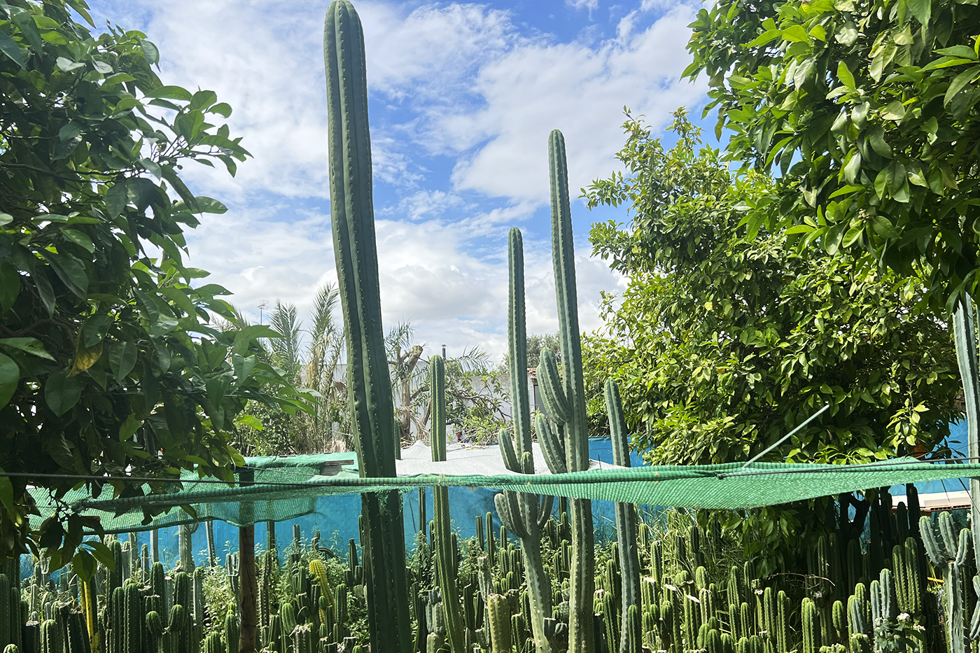 luz solar Trichocereus